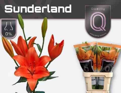 Срезанные цветы оптом Lilium la sunderland от 60шт. из Голландии с доставкой по России