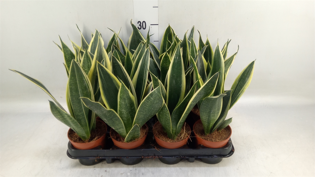 Горшечные цветы и растения оптом Sansevieria Trifa.   ... от 12шт (для телеги) из Голландии с доставкой по России