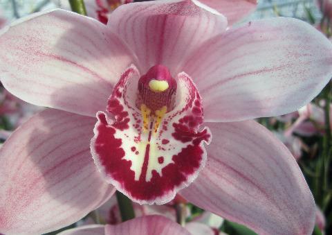 Срезанные цветы оптом Cymbidium queen mona от 6шт из Голландии с доставкой по России