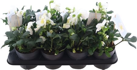 Горшечные цветы и растения оптом Helleborus Verboom Shining Star P13 от 8шт из Голландии с доставкой по России