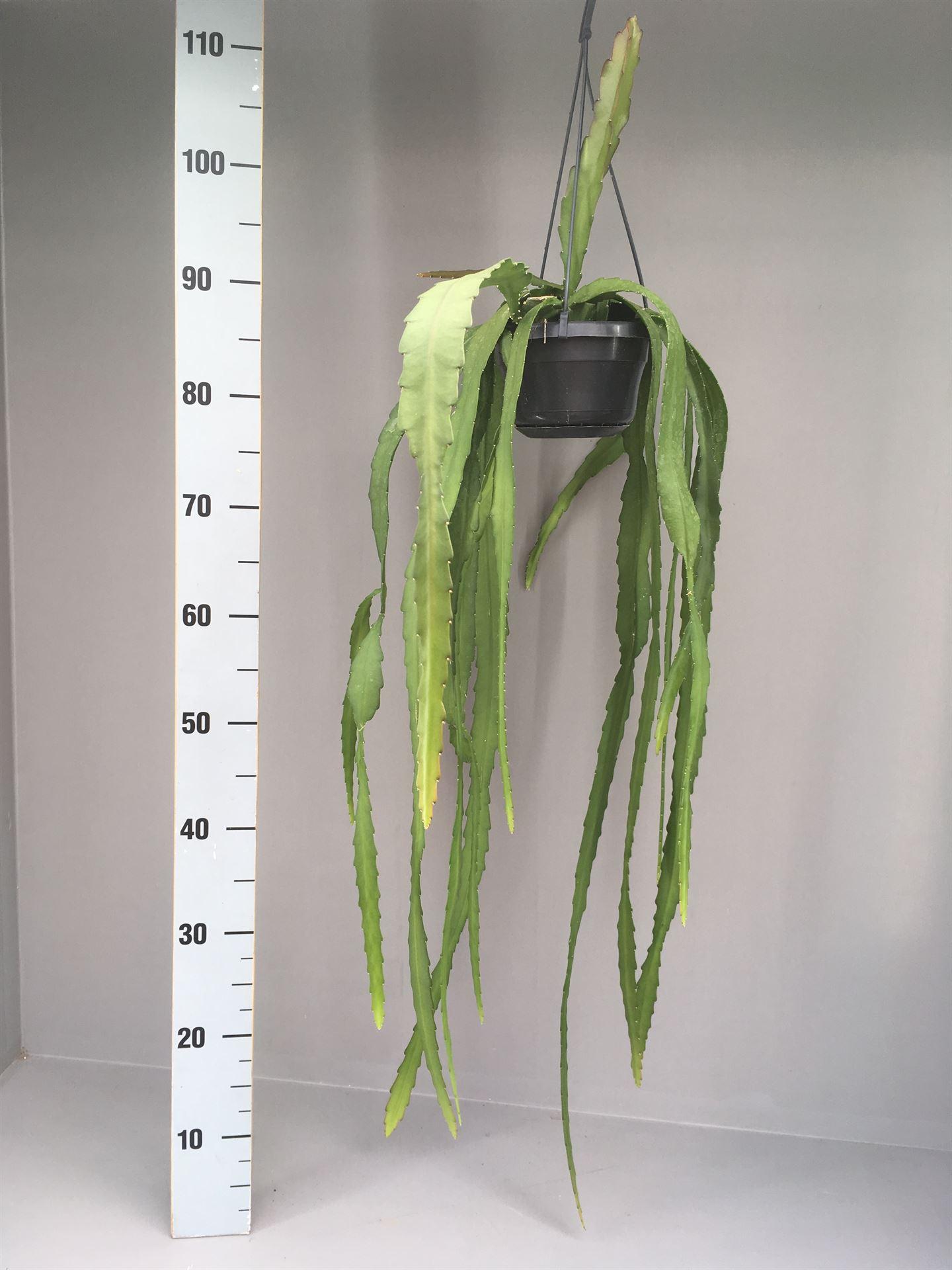 Горшечные цветы и растения оптом Epiphyllum ... A от 1шт из Голландии с доставкой по России