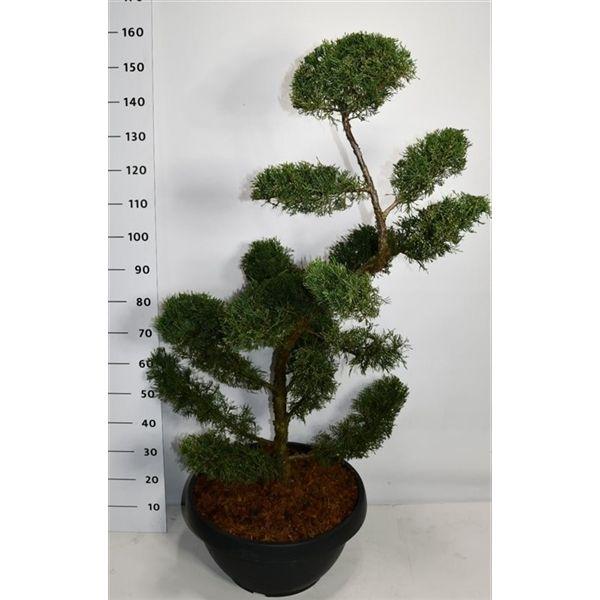Горшечные цветы и растения оптом Juniperus Pfitz Aurea от 1шт из Голландии с доставкой по России