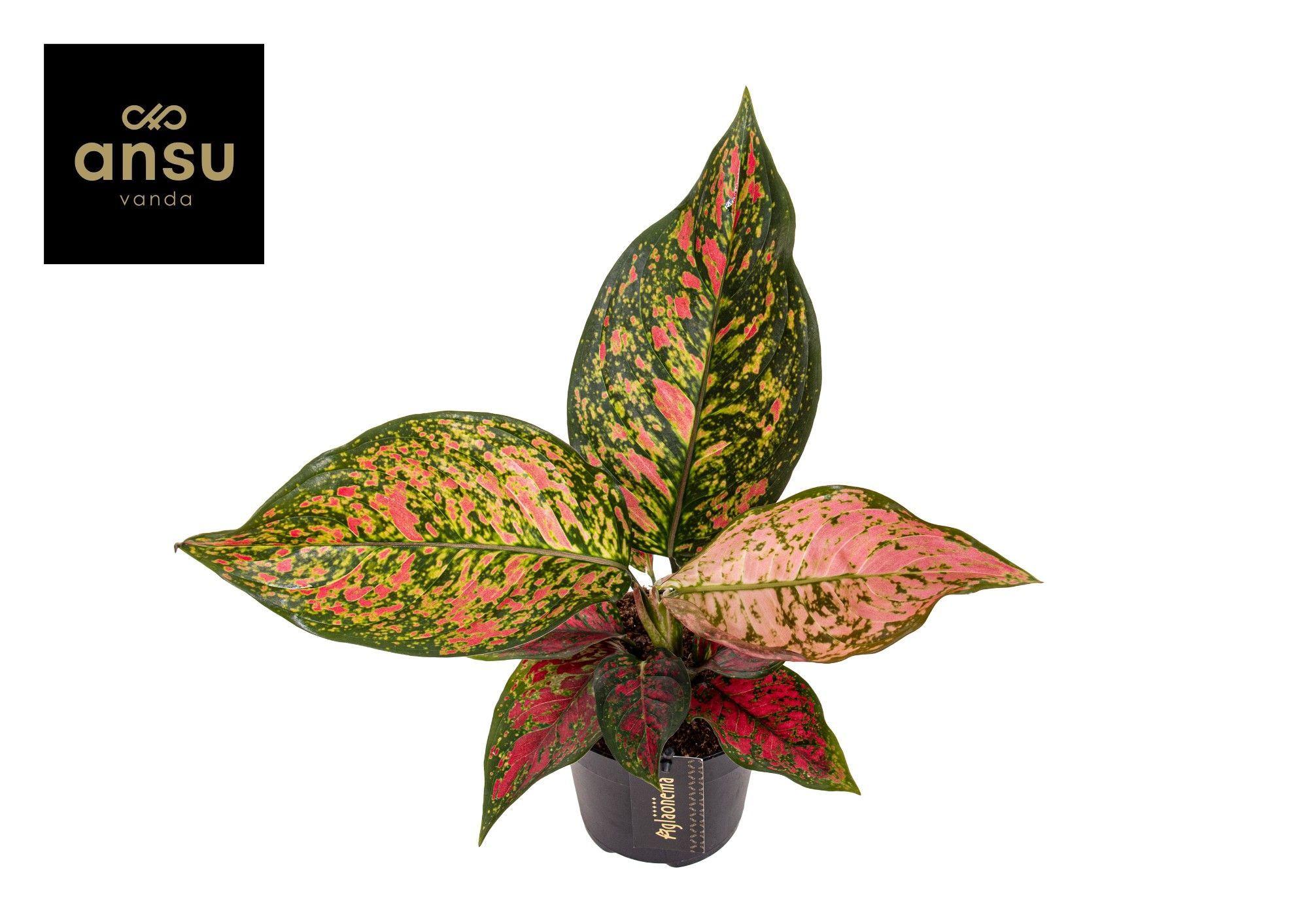 Горшечные цветы и растения оптом Aglaonema Coral Red от 6шт из Голландии с доставкой по России