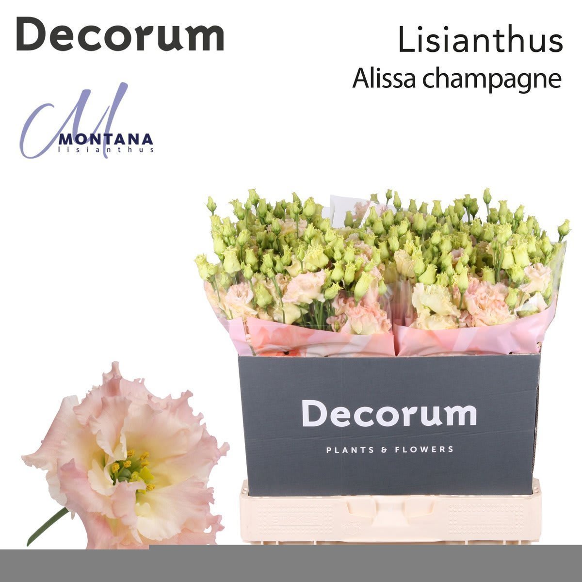 Срезанные цветы оптом Lisianthus do alissa champagne от 60шт из Голландии с доставкой по России