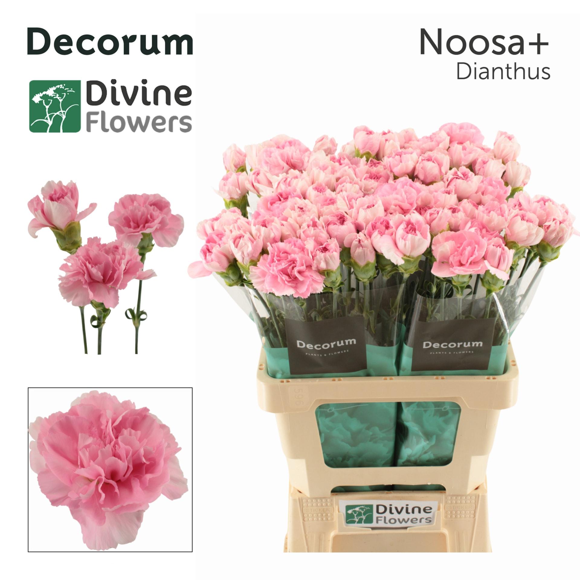 Срезанные цветы оптом Dianthus st noosa+ от 80шт из Голландии с доставкой по России