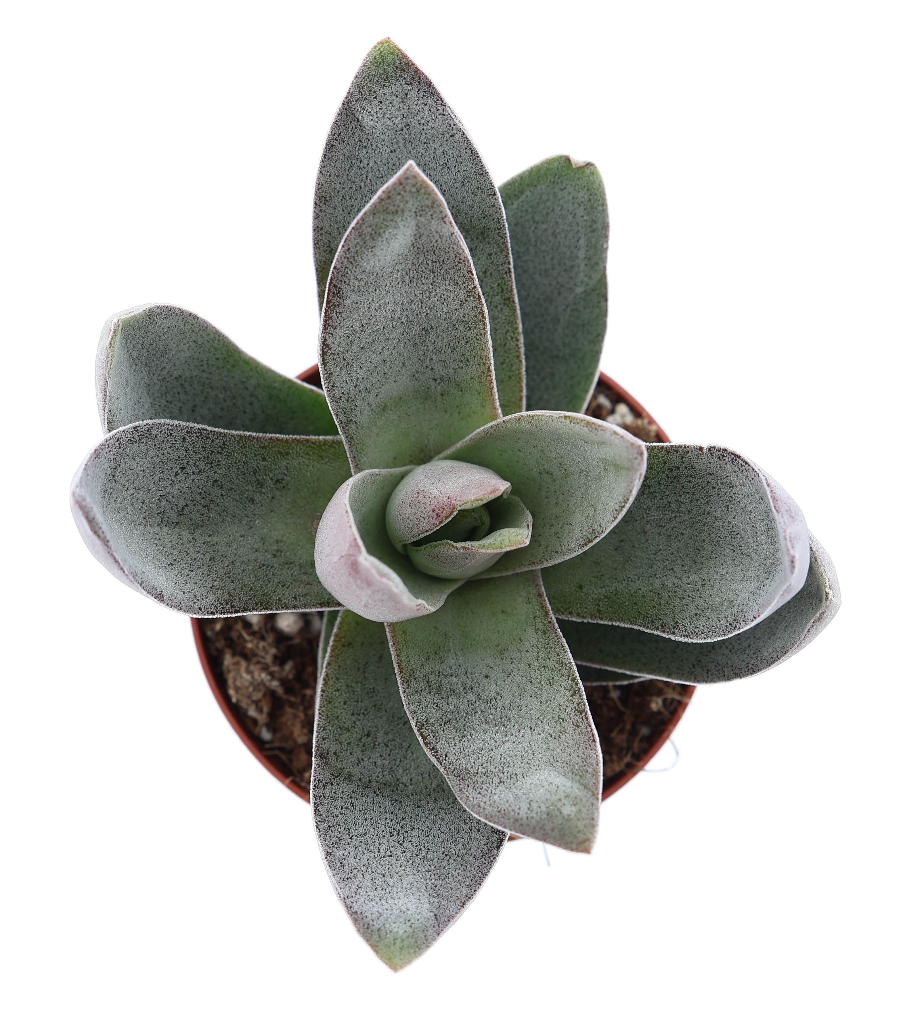 Горшечные цветы и растения оптом Crassula Garnet Lotus от 12шт (для телеги) из Голландии с доставкой по России