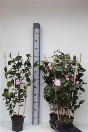 Горшечные цветы и растения оптом Came J Will Bartlett 15+ от 4шт из Голландии с доставкой по России