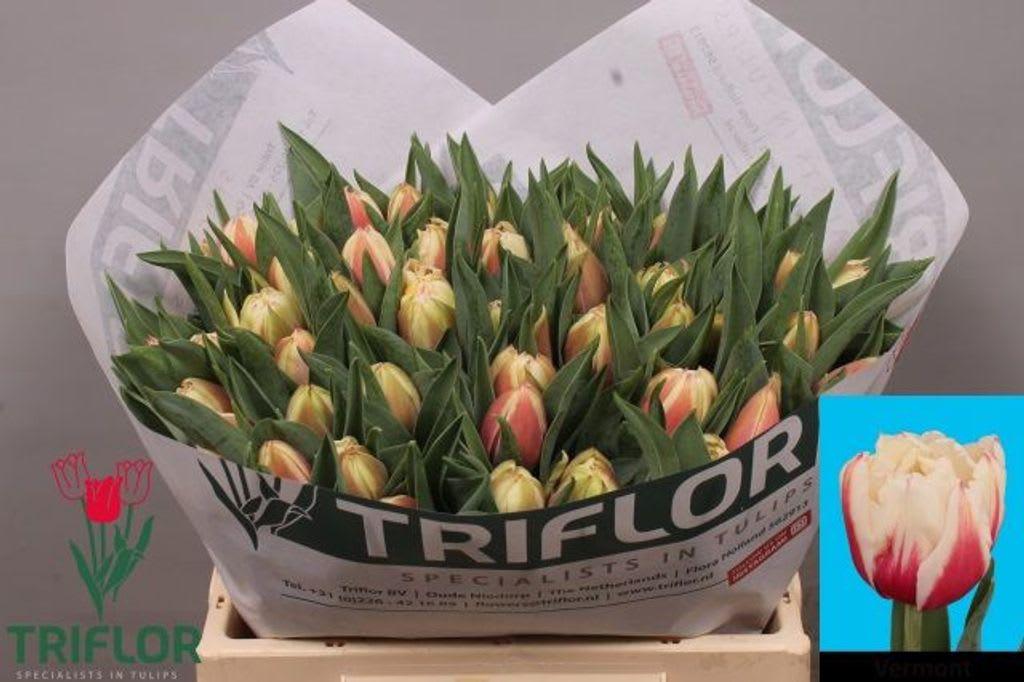 Срезанные цветы оптом Tulipa do vermont от 50шт из Голландии с доставкой по России
