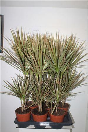 Горшечные цветы и растения оптом Dra Marg Bicolor 30-10 Cm от 6шт из Голландии с доставкой по России