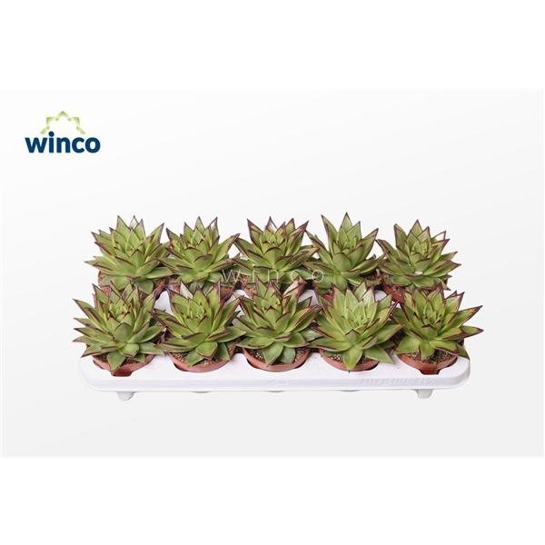 Горшечные цветы и растения оптом Echeveria Lipstick (dr) от 12шт из Голландии с доставкой по России