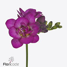 Срезанные цветы оптом Freesia do purple king от 100шт из Голландии с доставкой по России