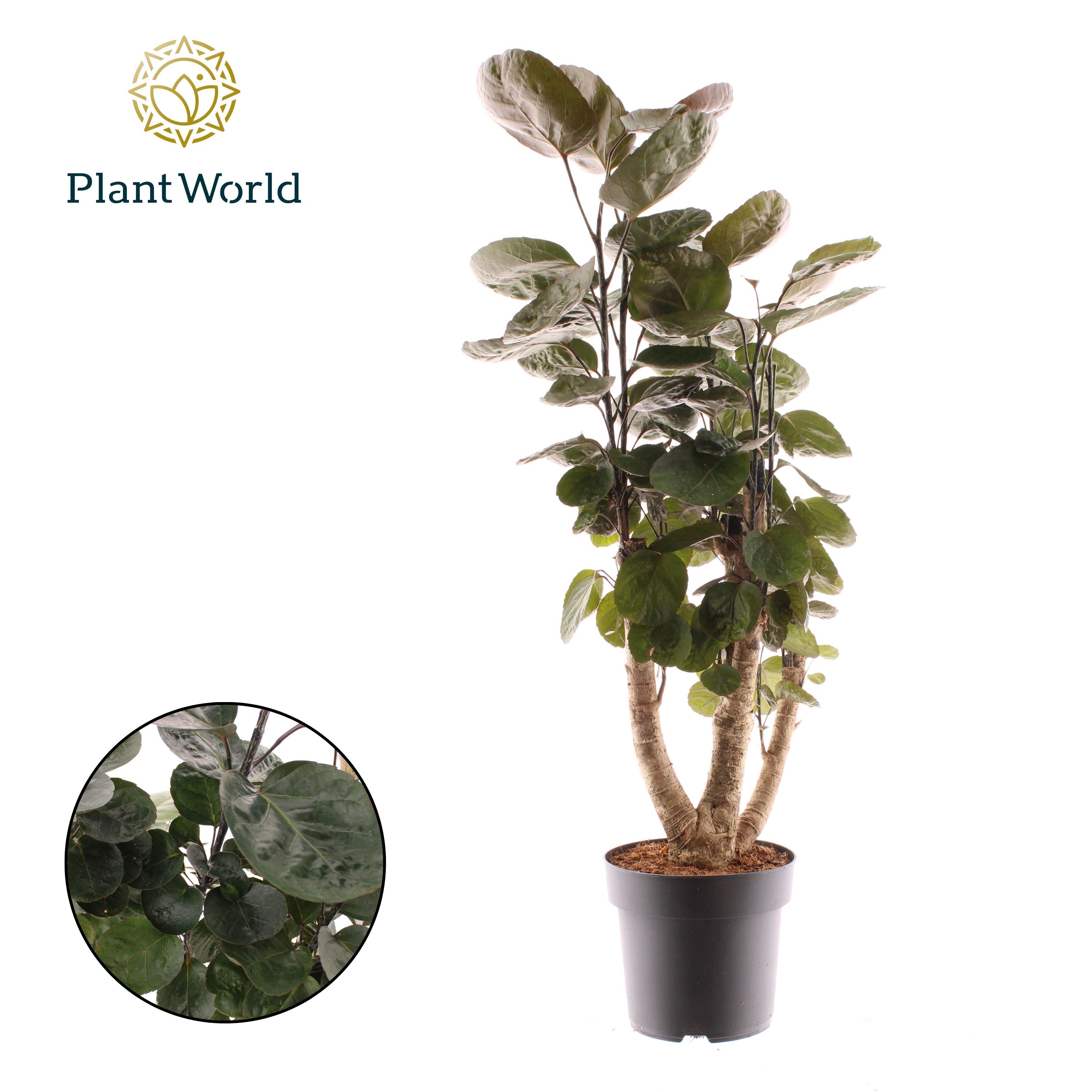 Горшечные цветы и растения оптом Polyscias Fabian Vertakt от 3шт из Голландии с доставкой по России