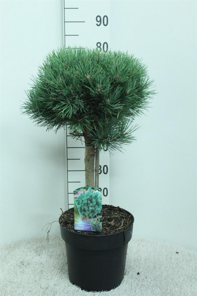 Горшечные цветы и растения оптом Pinus Sylvestris watereri от 1шт из Голландии с доставкой по России