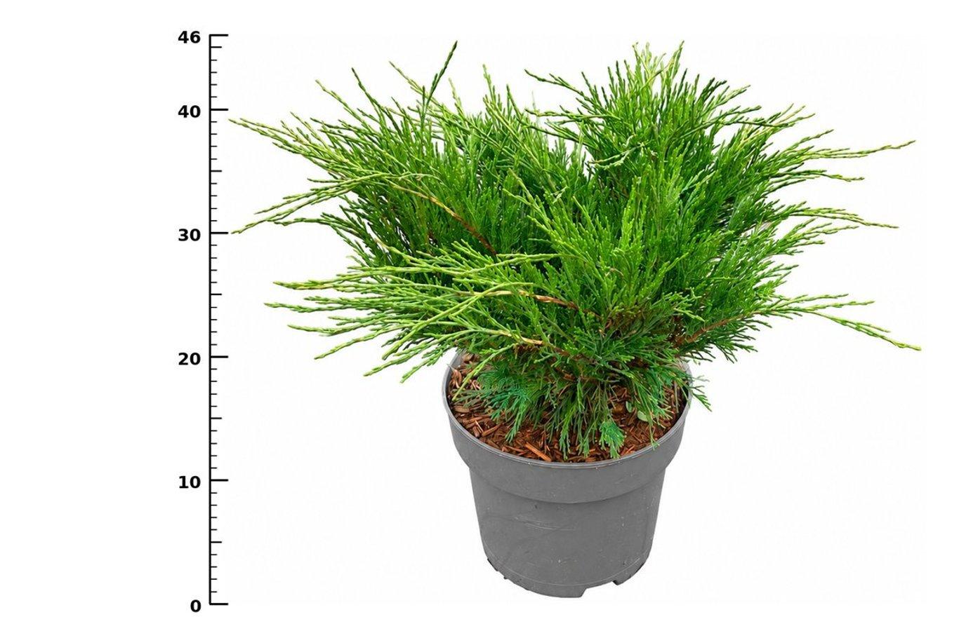 Горшечные цветы и растения оптом Juniperus Sabina от 1шт из Голландии с доставкой по России