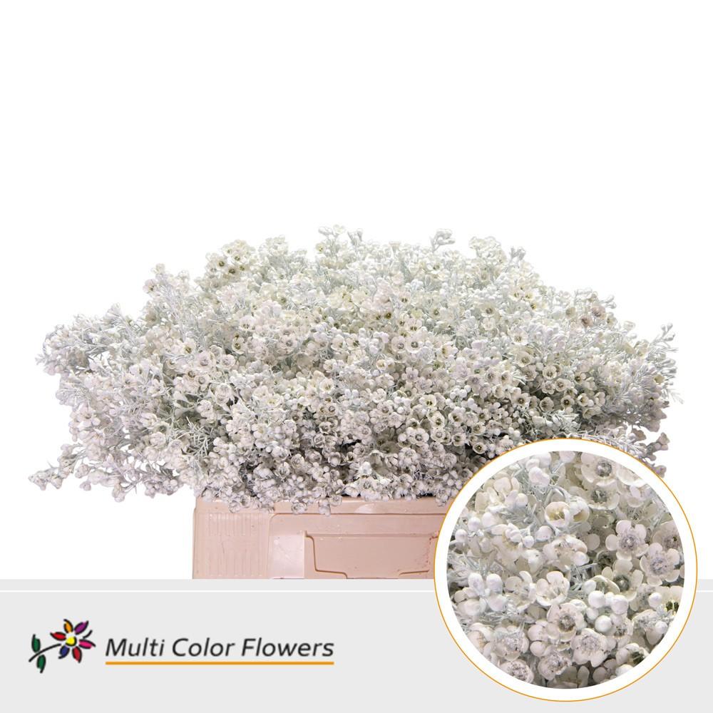 Срезанные цветы оптом Chamelaucium paint white от 100шт из Голландии с доставкой по России