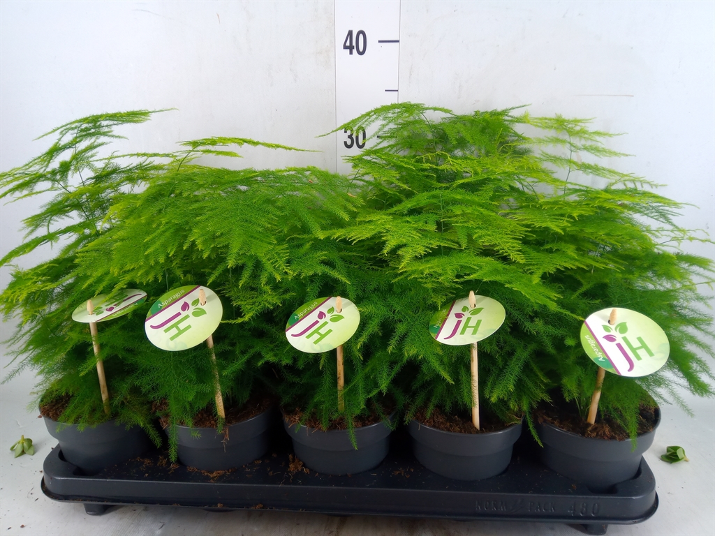 Горшечные цветы и растения оптом Asparagus Setaceus от 10шт из Голландии с доставкой по России
