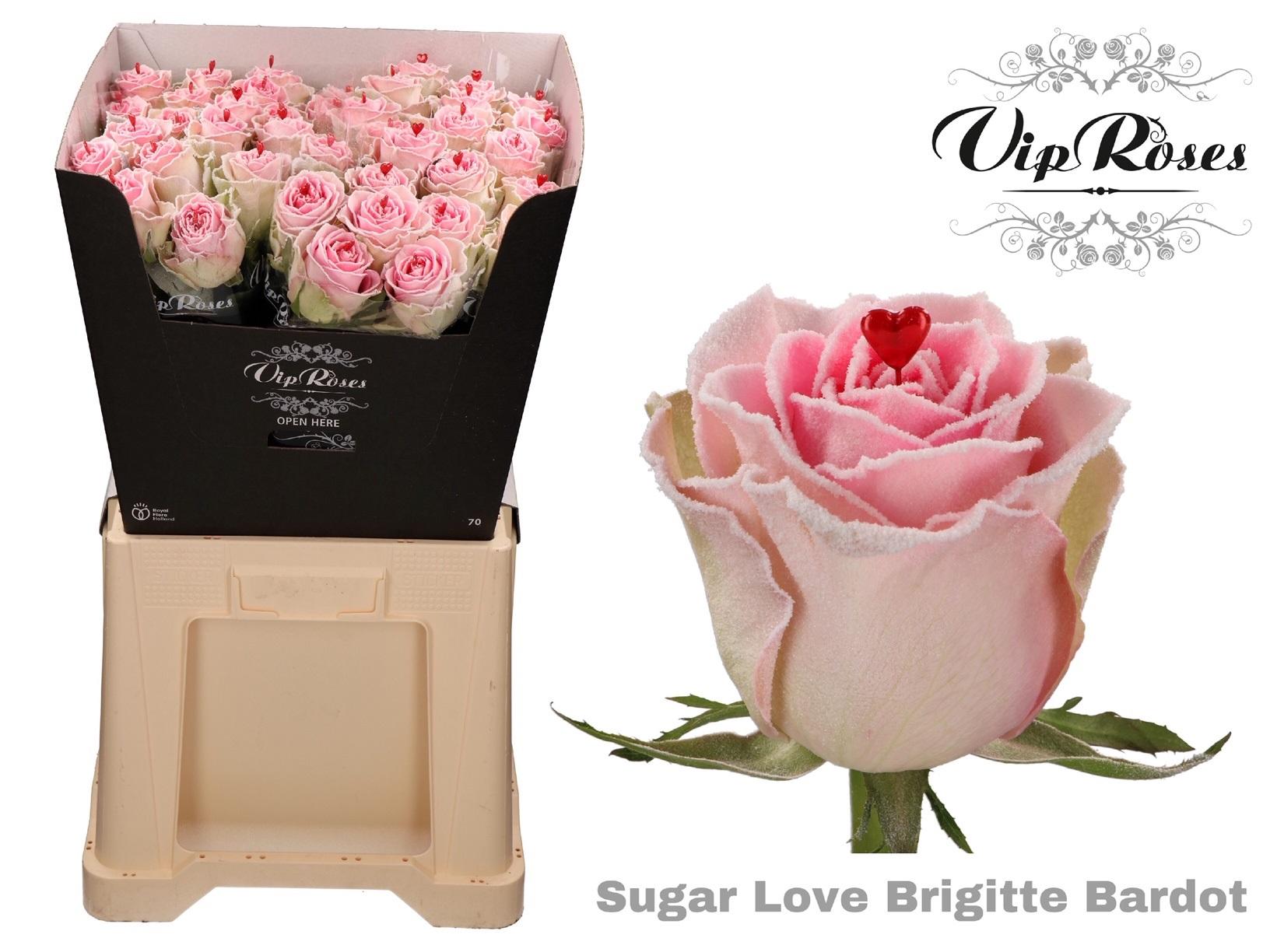 Срезанные цветы оптом Rosa large paint sugar love brigitte bardot от 40шт из Голландии с доставкой по России