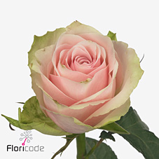 Срезанные цветы оптом Rosa large pink athena от 60шт. из Голландии с доставкой по России