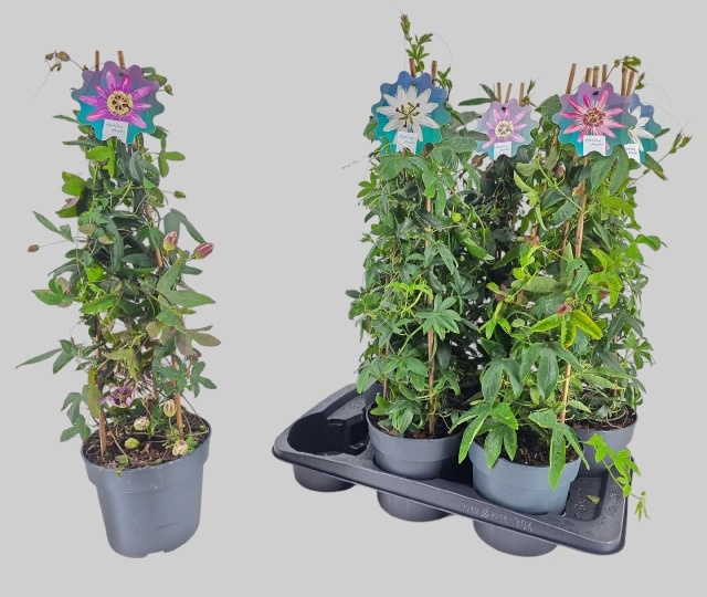 Горшечные цветы и растения оптом Passifl Ov от 6шт из Голландии с доставкой по России