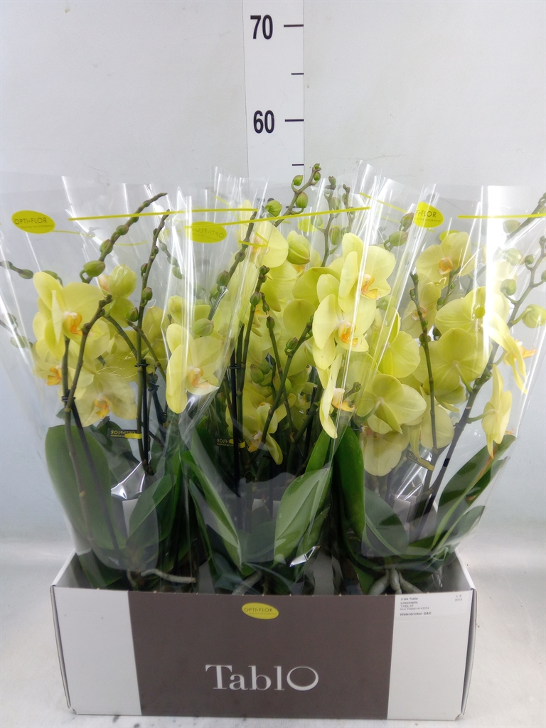 Горшечные цветы и растения оптом Phalaenopsis   ...yellow от 6шт из Голландии с доставкой по России