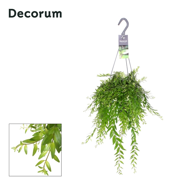 Горшечные цветы и растения оптом Aeschynanthus Japhrolepis (decorum) от 6шт из Голландии с доставкой по России