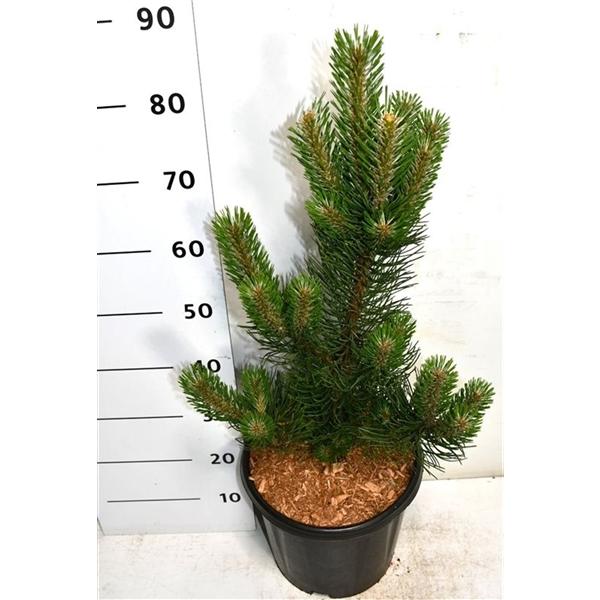 Горшечные цветы и растения оптом Pinus Nigra Oregon Green от 1шт из Голландии с доставкой по России