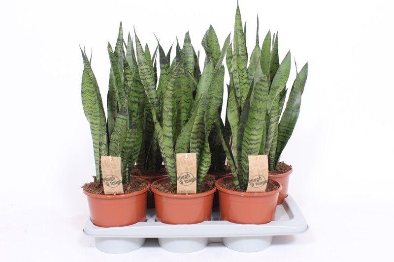 Горшечные цветы и растения оптом Sansevieria Zeylanica от 6шт из Голландии с доставкой по России
