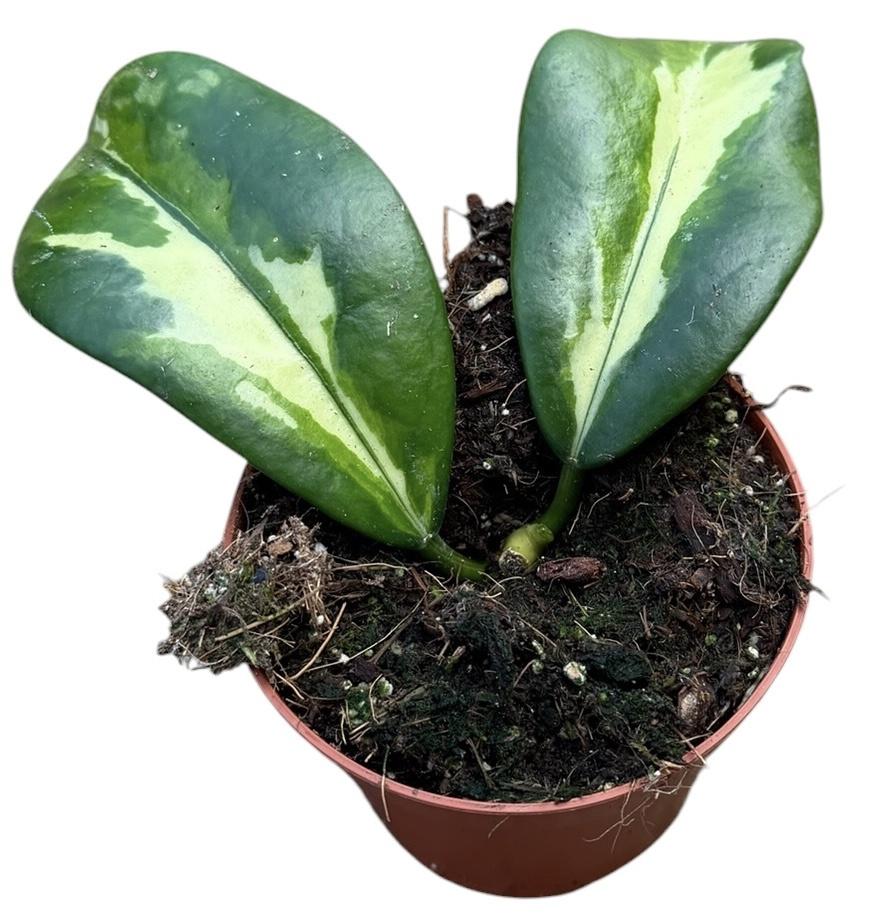 Горшечные цветы и растения оптом Hoya Diversifolia Maharani от 1шт (для телеги) из Голландии с доставкой по России