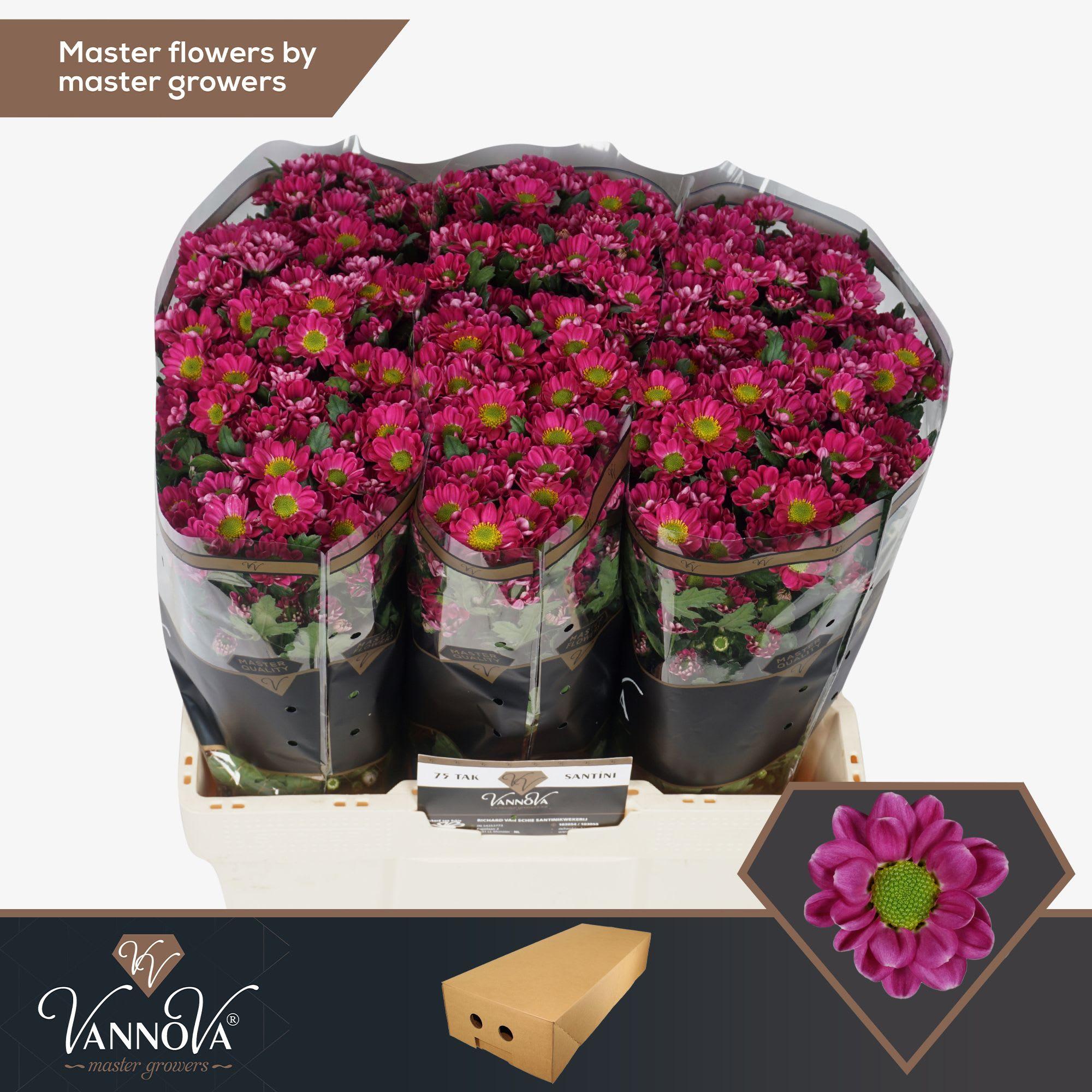 Срезанные цветы оптом Chrys sa rossi splendid от 100шт из Голландии с доставкой по России