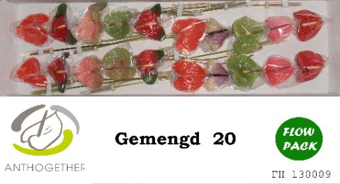 Срезанные цветы оптом Anthurium mix in box от 20шт.. из Голландии с доставкой по России