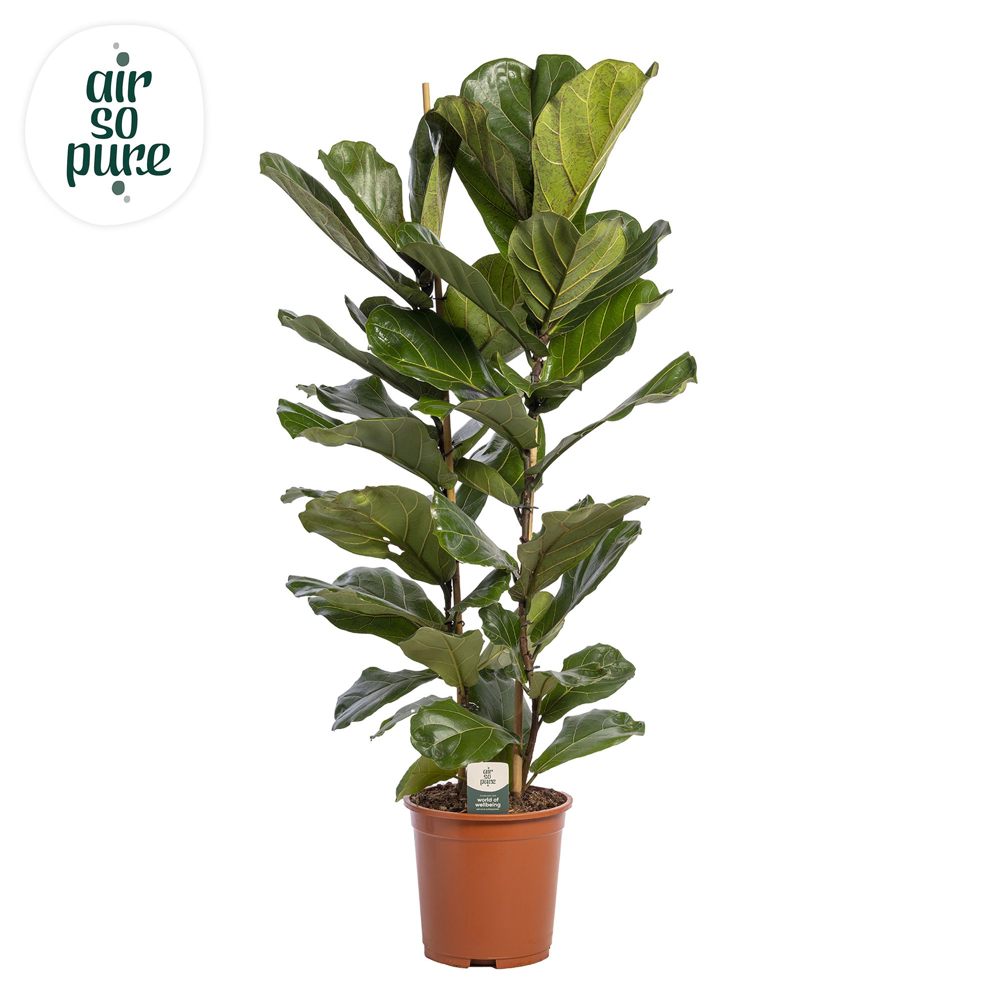 Горшечные цветы и растения оптом Ficus Lyrata 2pp (air So Pure) от 1шт из Голландии с доставкой по России
