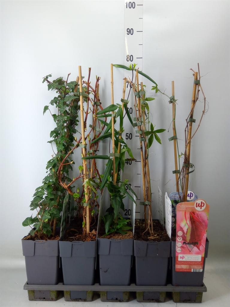 Горшечные цветы и растения оптом Klimplanten   ... от 10шт из Голландии с доставкой по России