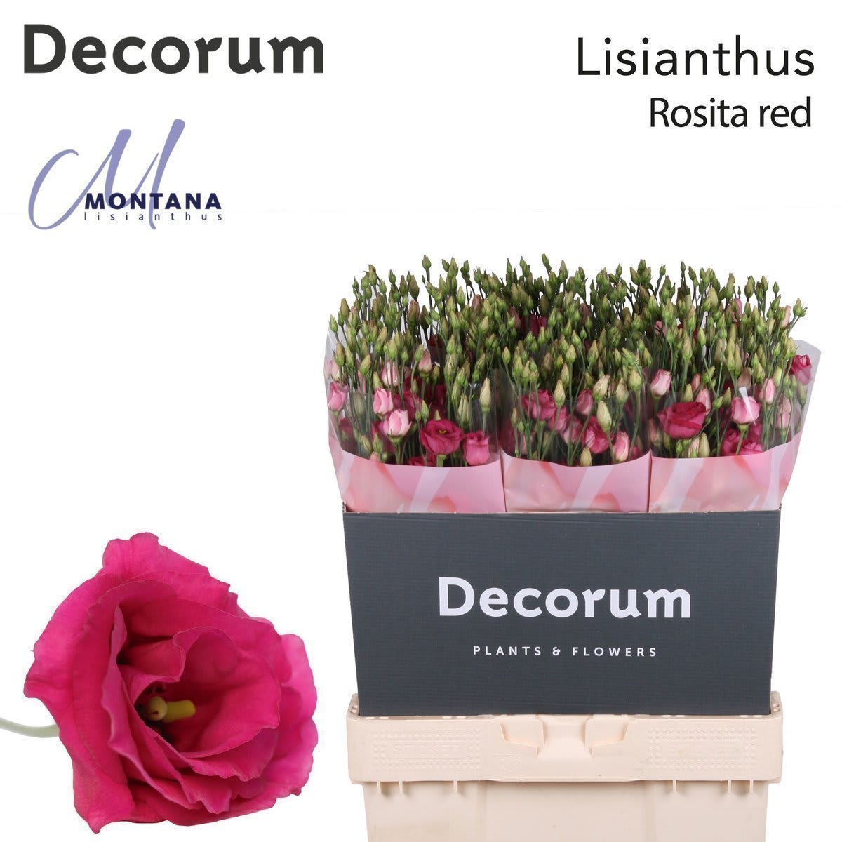 Срезанные цветы оптом Lisianthus do rosita red от 40шт. из Голландии с доставкой по России