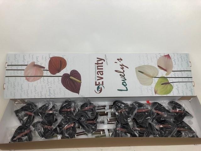 Срезанные цветы оптом Anthurium love black от 16шт из Голландии с доставкой по России