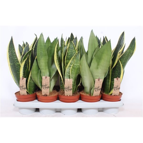 Горшечные цветы и растения оптом Sansevieria Mix от 10шт из Голландии с доставкой по России