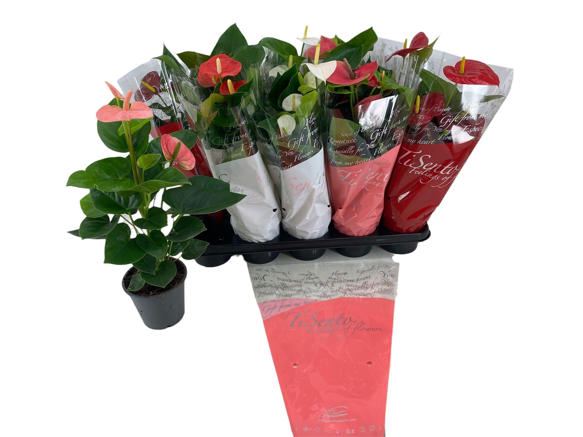 Горшечные цветы и растения оптом Anthu An Gem от 110шт из Голландии с доставкой по России