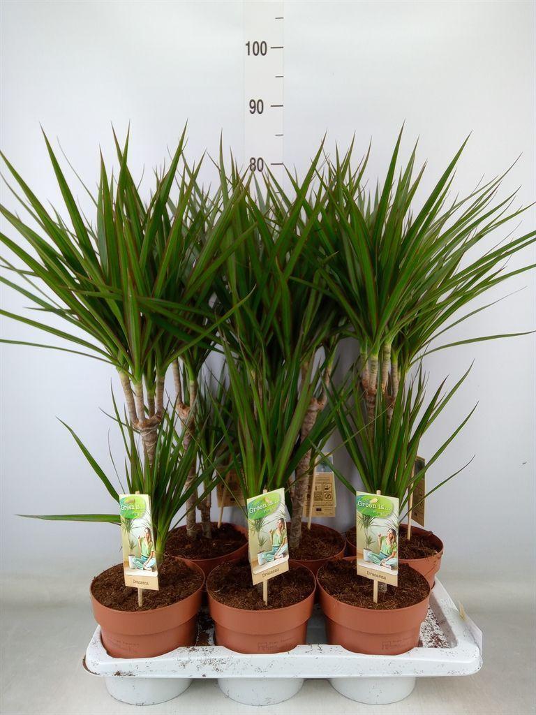 Горшечные цветы и растения оптом Dracaena Marg. от 6шт из Голландии с доставкой по России