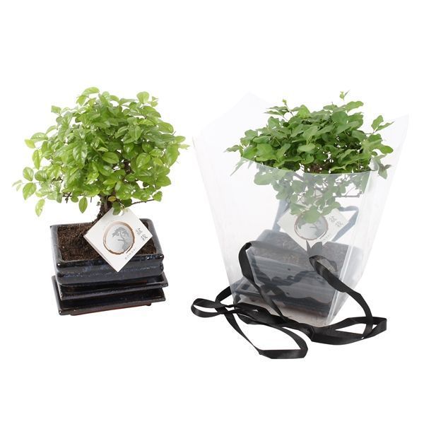 Горшечные цветы и растения оптом Bonsai Mix In Ceramic In Transparant Giftbag от 8шт из Голландии с доставкой по России