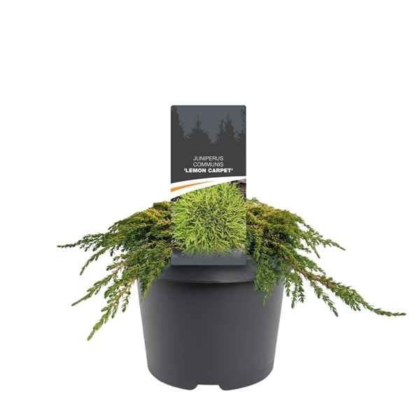 Горшечные цветы и растения оптом Juniperus Communis Lemon Carpet от 1шт из Голландии с доставкой по России