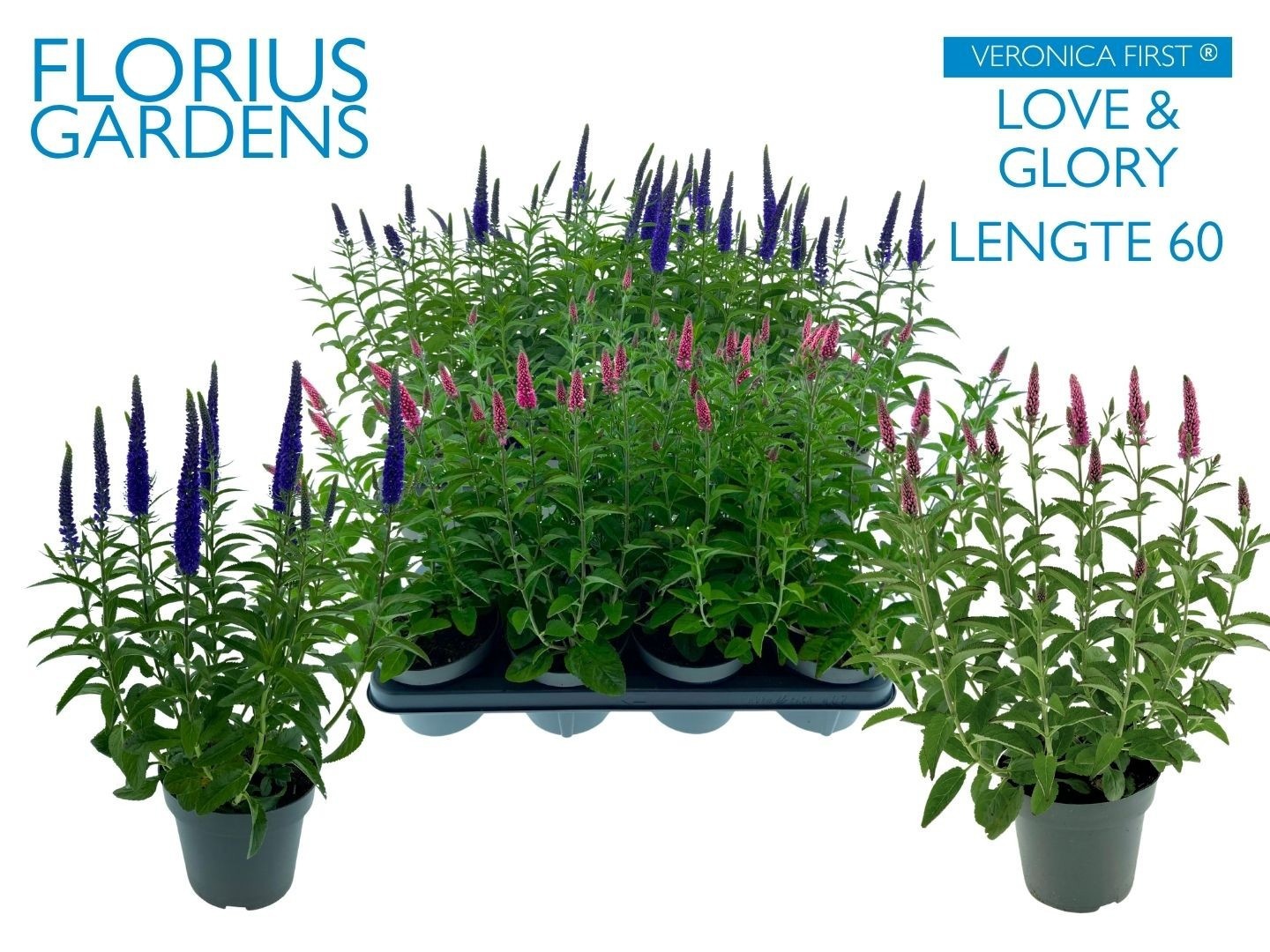 Горшечные цветы и растения оптом Vero Longifolia от 7шт из Голландии с доставкой по России