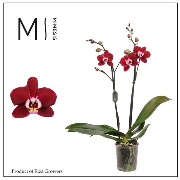 Горшечные цветы и растения оптом Phalaenopsis Magdalena 2 Spike - 12cm | Mimesis от 10шт из Голландии с доставкой по России