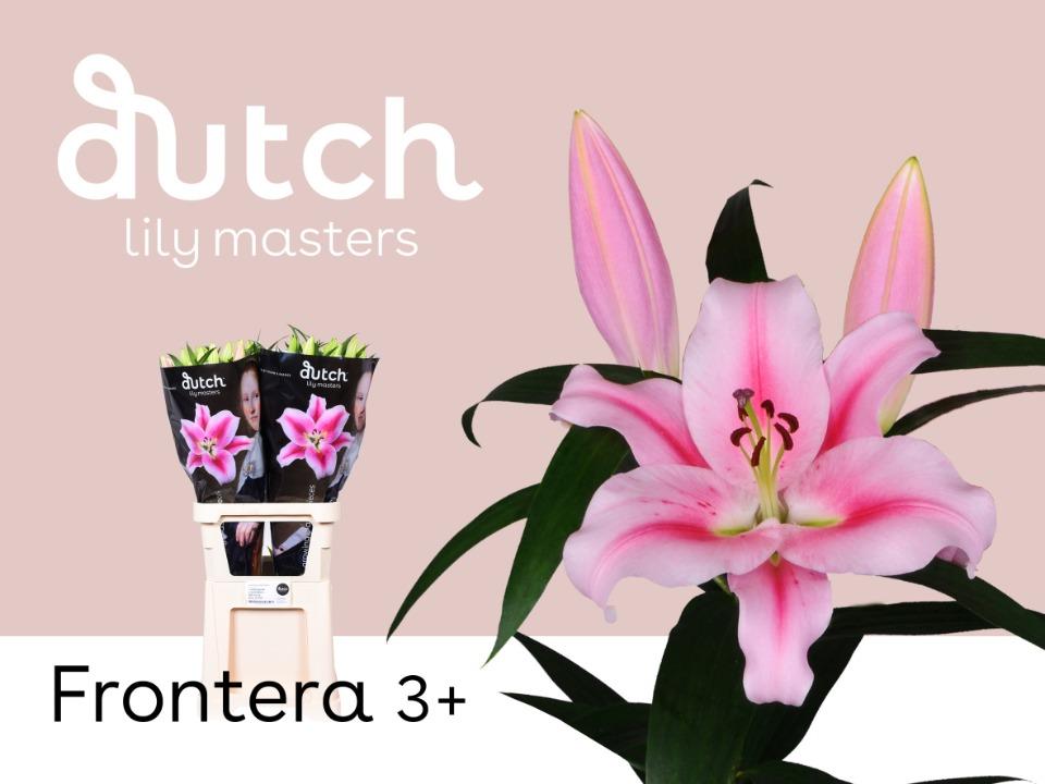 Срезанные цветы оптом Lilium or frontera от 40шт из Голландии с доставкой по России