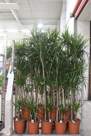 Горшечные цветы и растения оптом Dra Marginata 120-75-45-15 Cm от 1шт из Голландии с доставкой по России