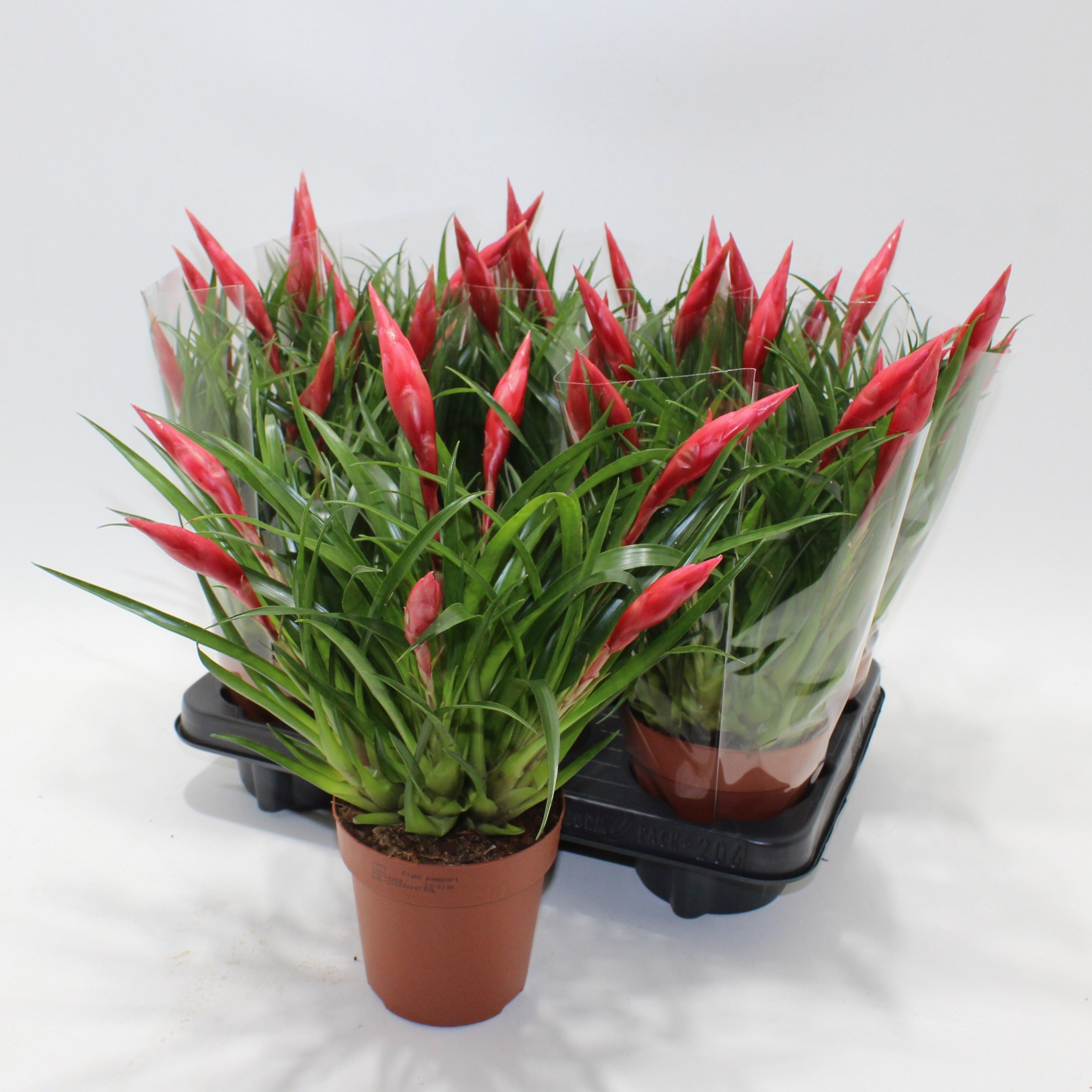 Горшечные цветы и растения оптом Vries Astrid от 6шт из Голландии с доставкой по России