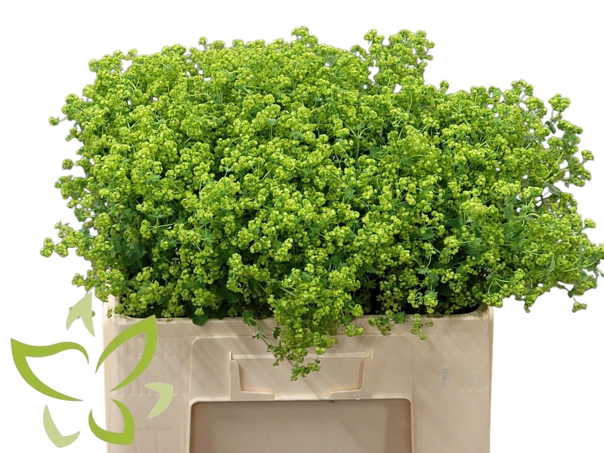 Срезанные цветы оптом Alchemilla robustica от 100шт из Голландии с доставкой по России