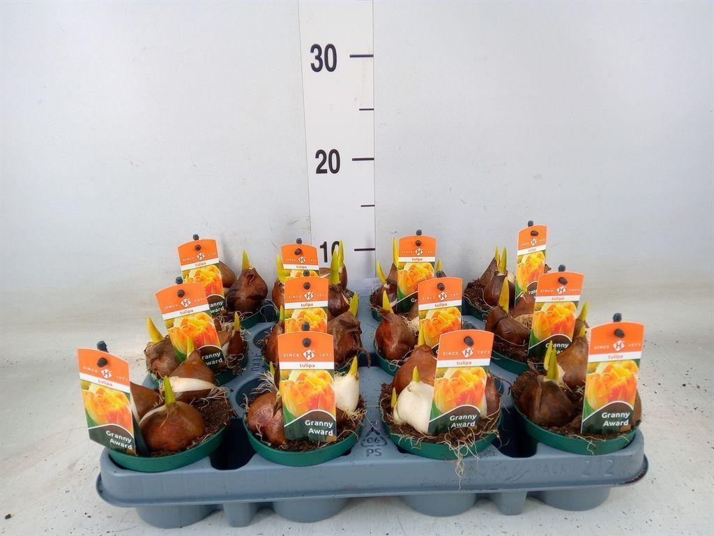 Горшечные цветы и растения оптом Tulipa   ... от 12шт (для телеги) из Голландии с доставкой по России