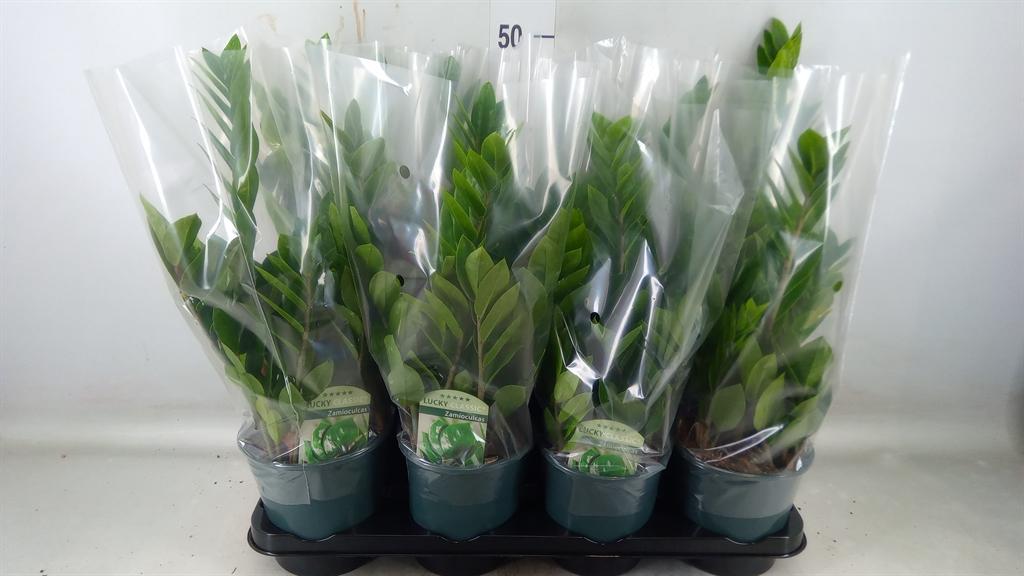 Горшечные цветы и растения оптом Zamioculcas Zamiifolia от 8шт из Голландии с доставкой по России