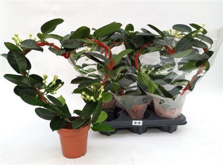 Горшечные цветы и растения оптом Stephanotis Heart 2-3 от 5шт из Голландии с доставкой по России