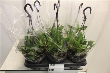 Горшечные цветы и растения оптом Hoya Sunrise от 6шт из Голландии с доставкой по России