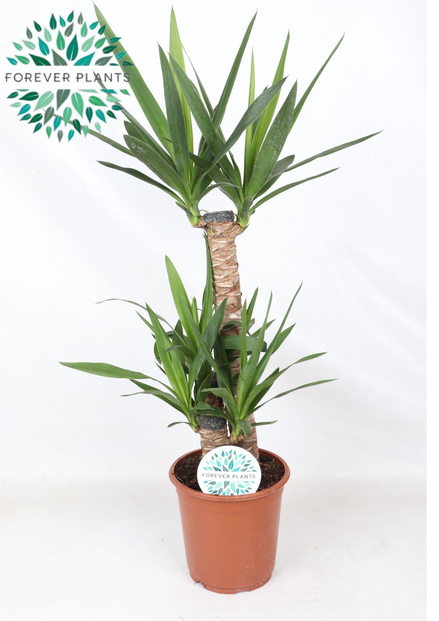 Горшечные цветы и растения оптом Yucca 60-30-20 2+ от 1шт из Голландии с доставкой по России